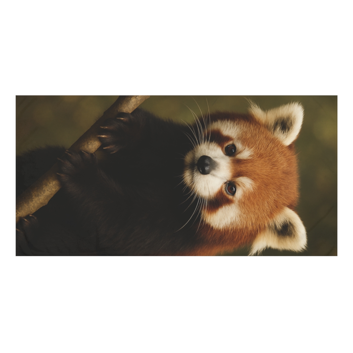 Midday Dreamer Red Panda designer printed towels