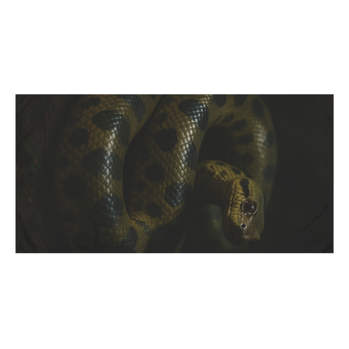 Midnight Coil Green Anaconda comfortable face towels