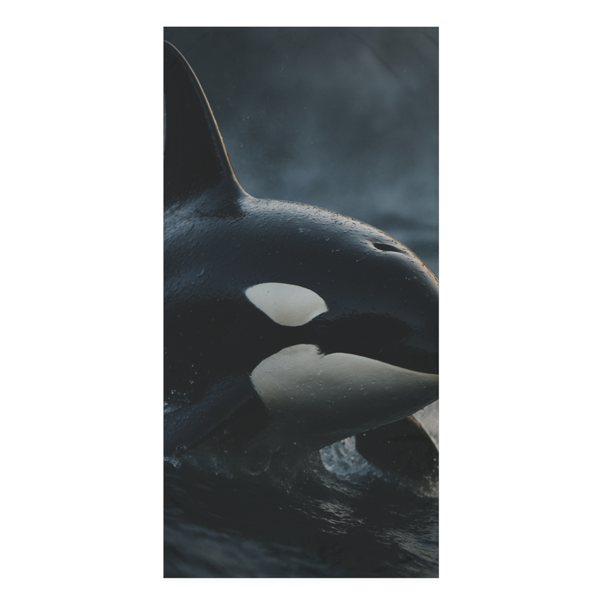Midnight Current Orca unique gift towels