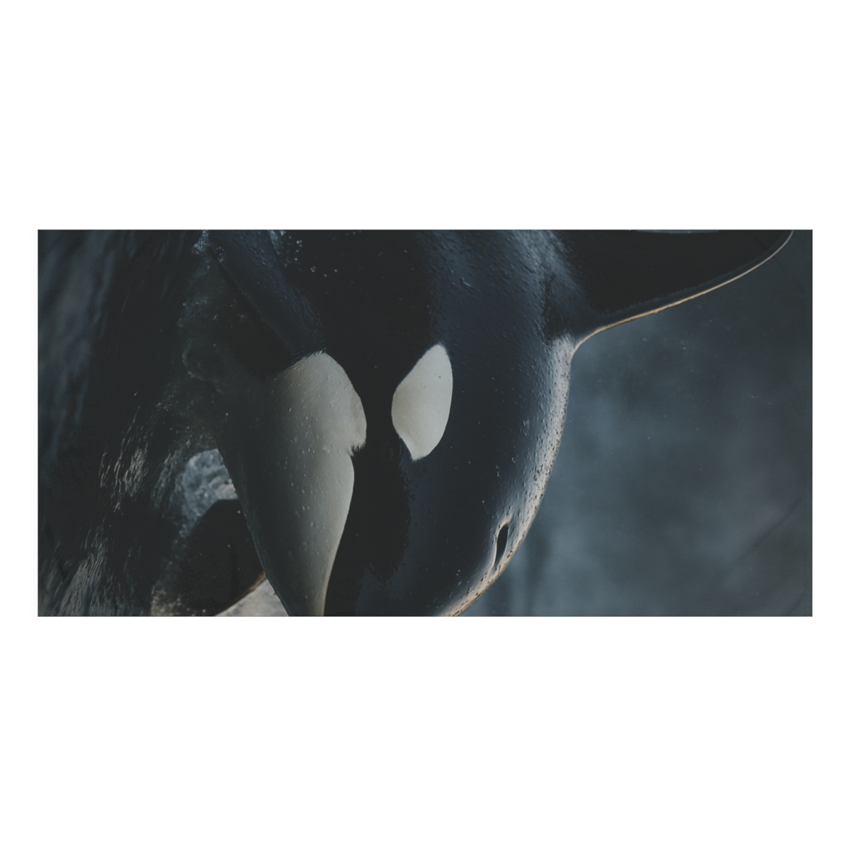 Midnight Current Orca unique gift towels