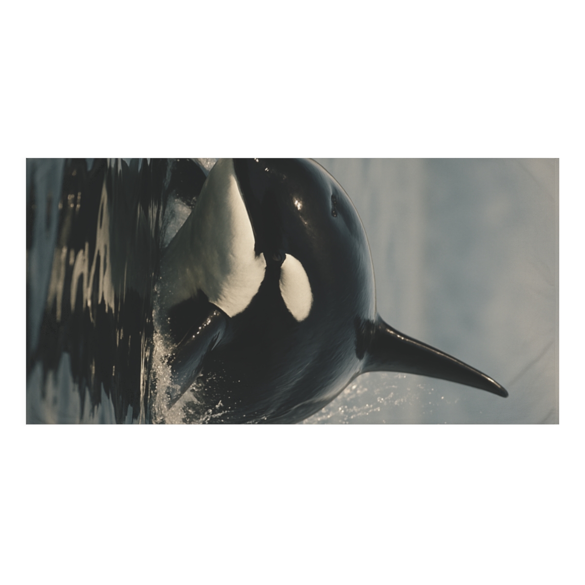 Midnight Spiral Orca soft cotton towels