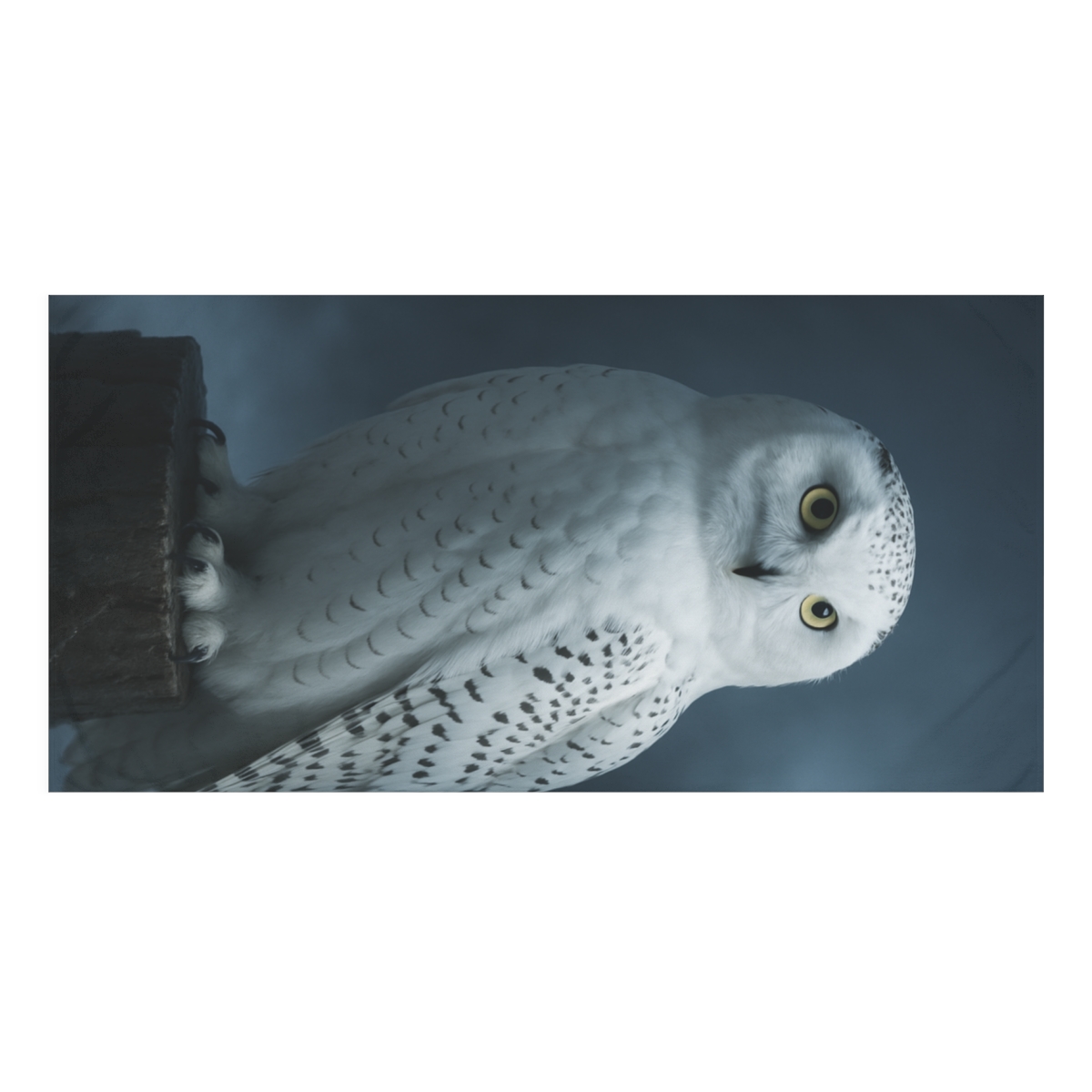 Midnight Watch Snowy Owl decorative home towelscustom towels