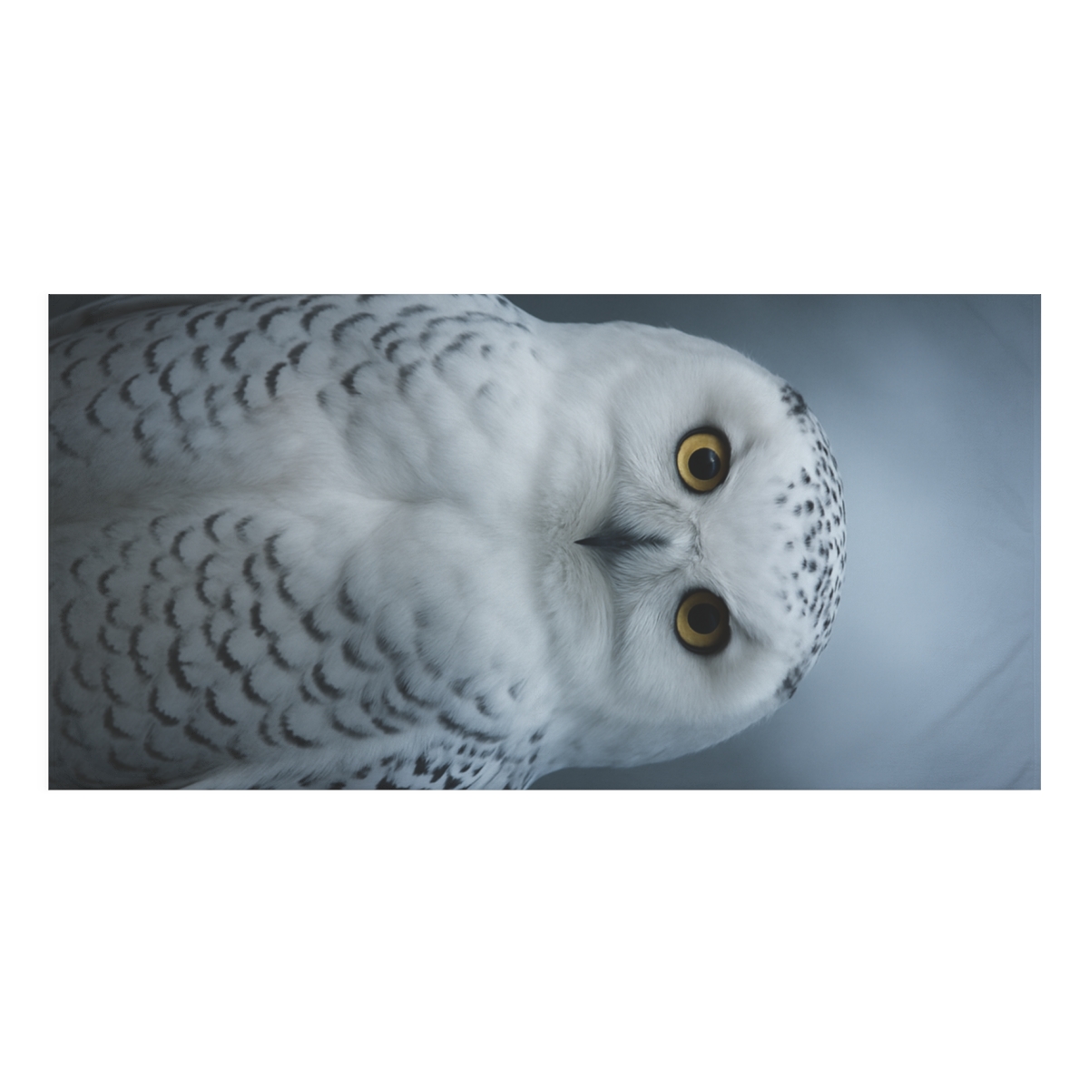 Midnight Watch Snowy Owl personalized bath towels