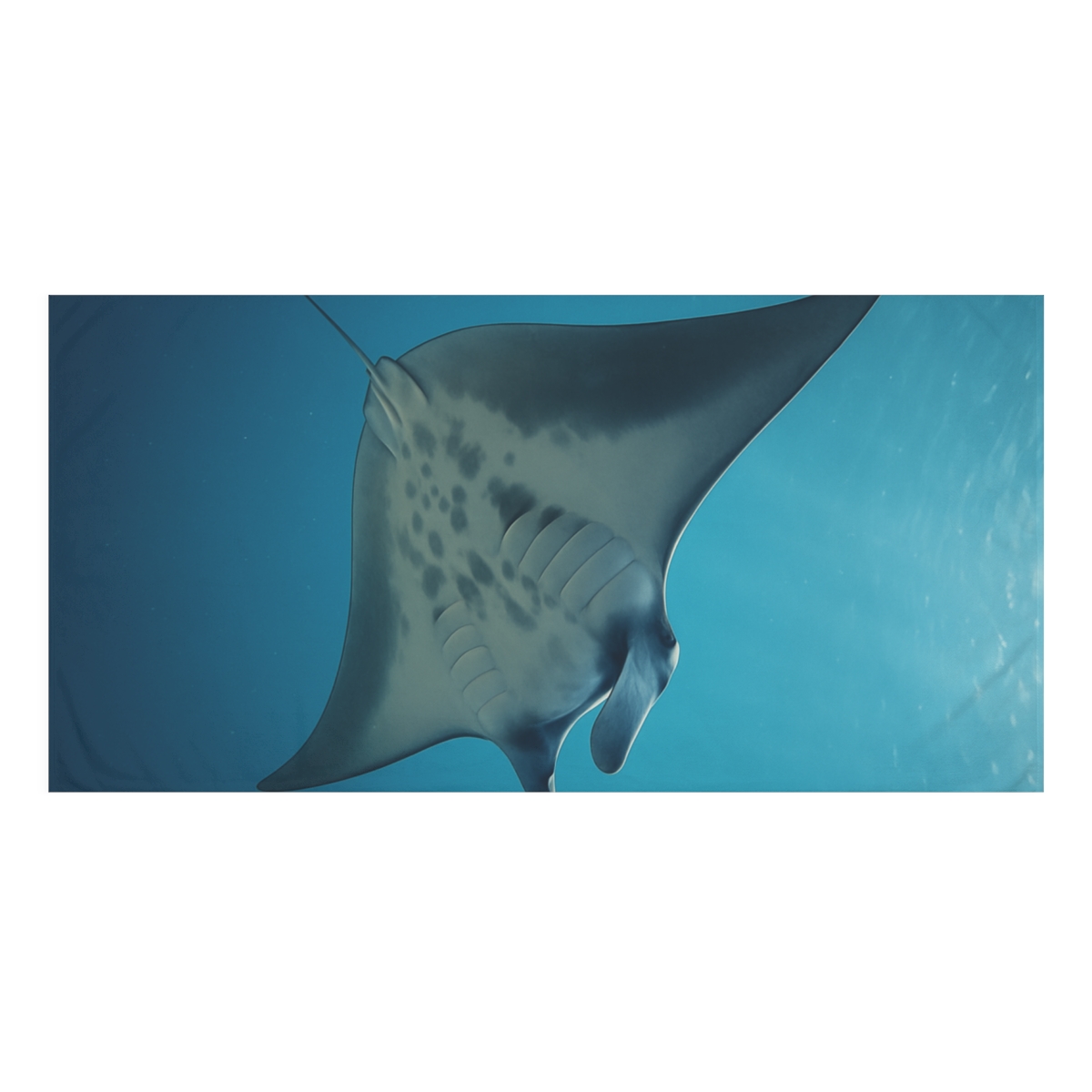 Midwater Drift Manta Ray personalized bath towels