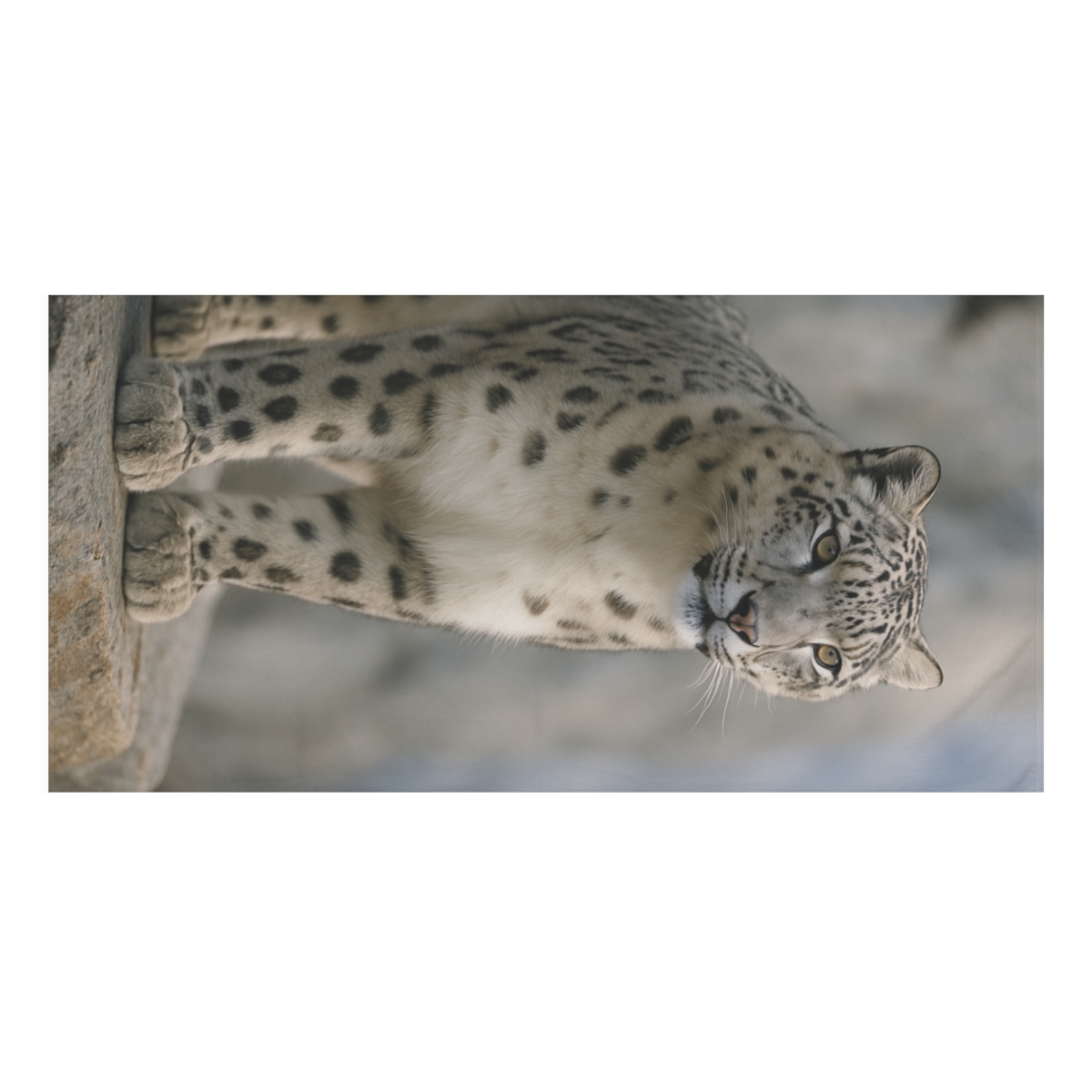 Mist Cliff Snow Leopard decorative home towels