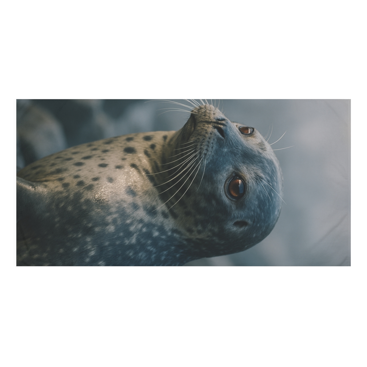 Misty Gaze Harbor Seal designer printed towels
