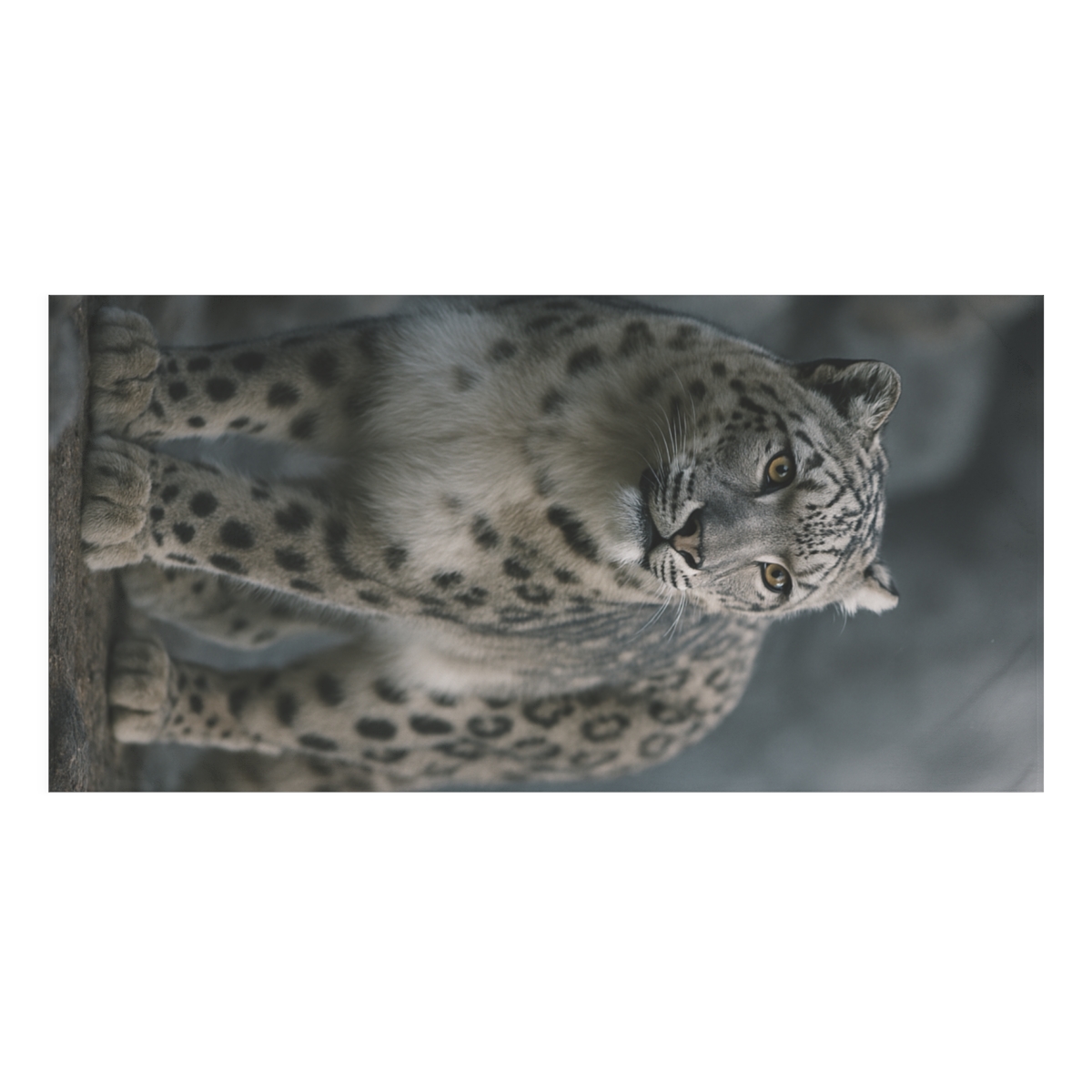 Moonlit Ghost Snow Leopard trendy hand towels