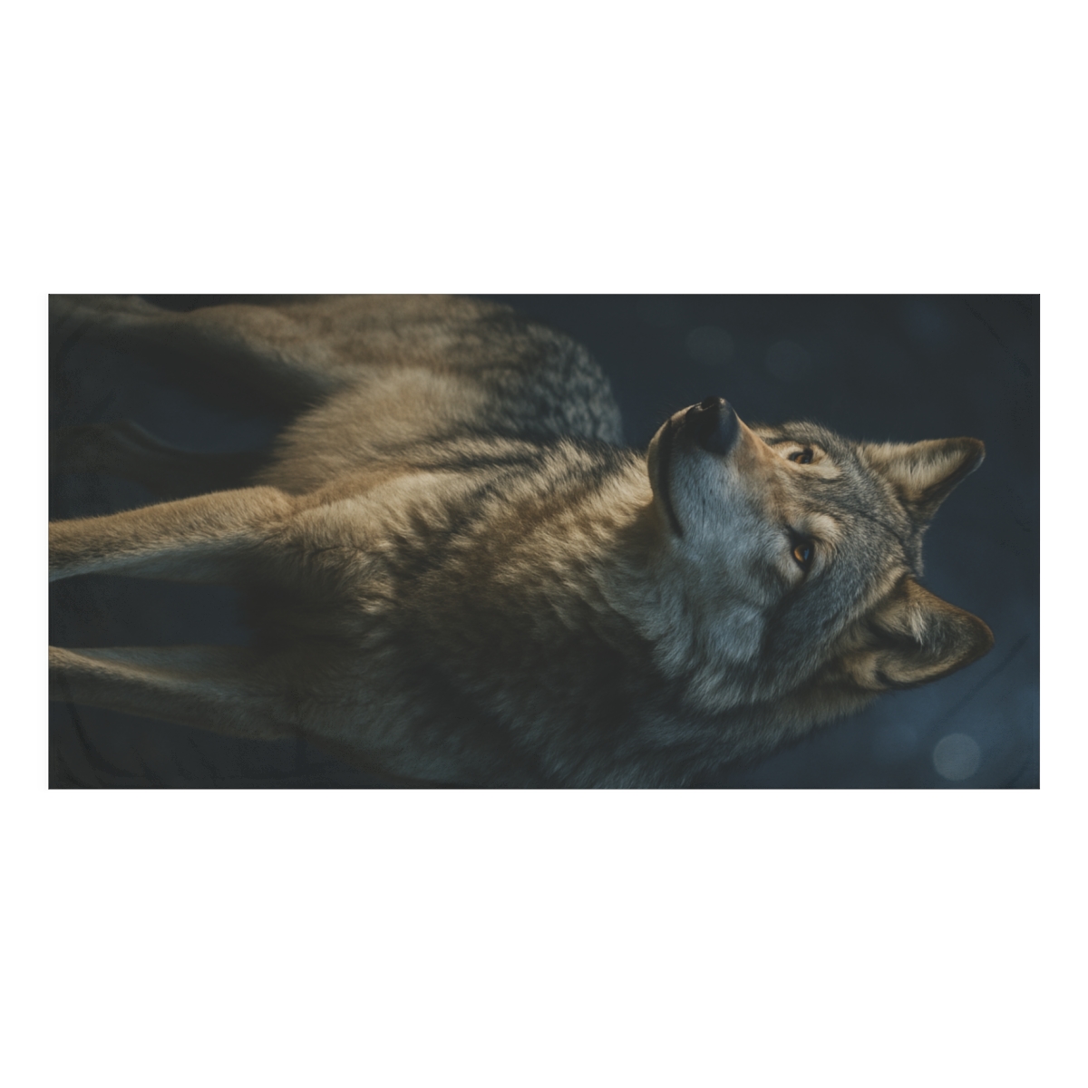 Moonlit Listener Gray Wolf trendy hand towels