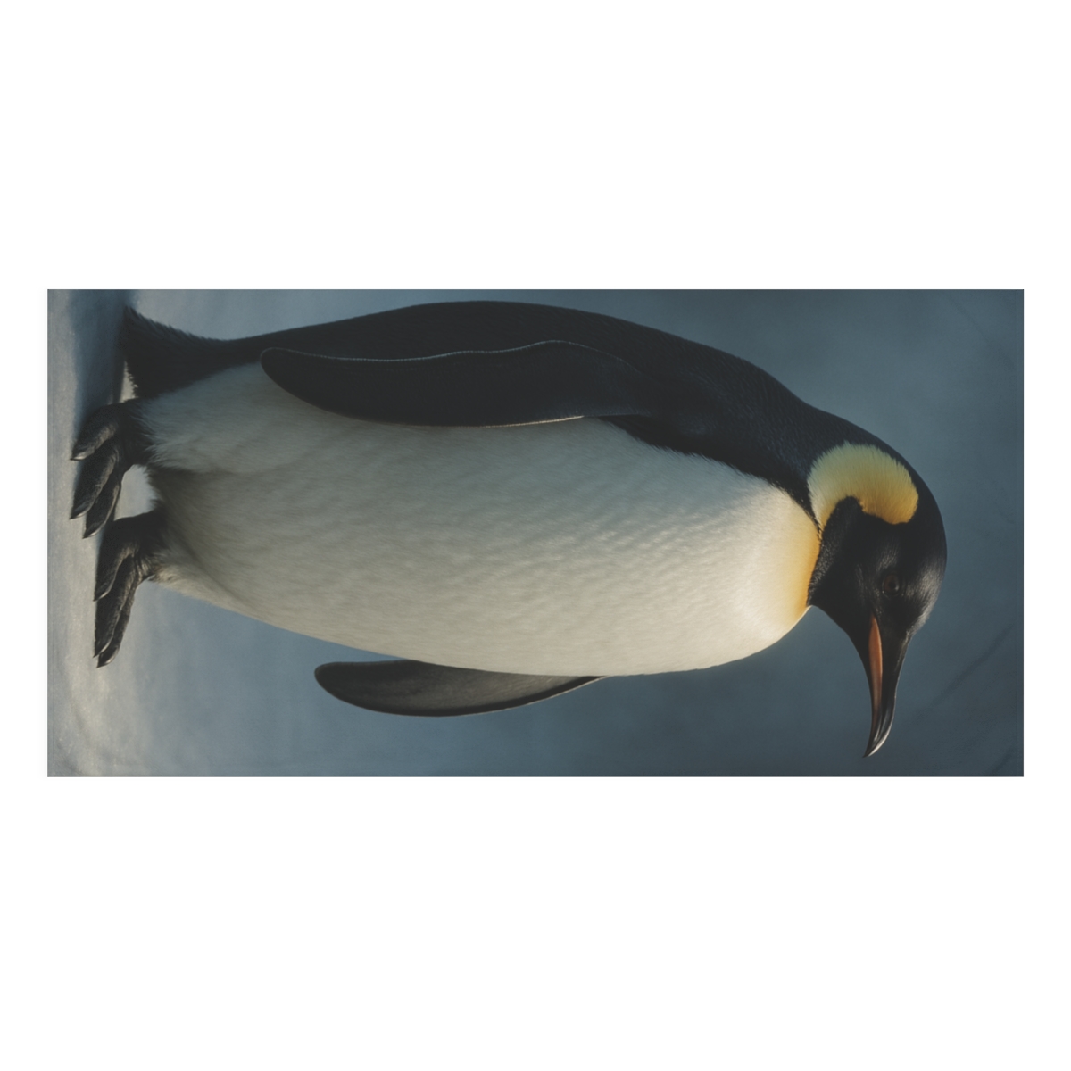 Moonlit Vigil Emperor Penguin designer printed towels