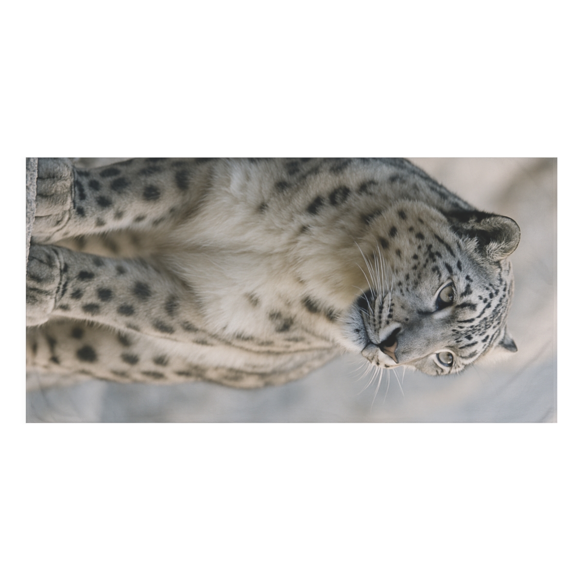 Mountain Ghost Snow Leopard stylish beach towels