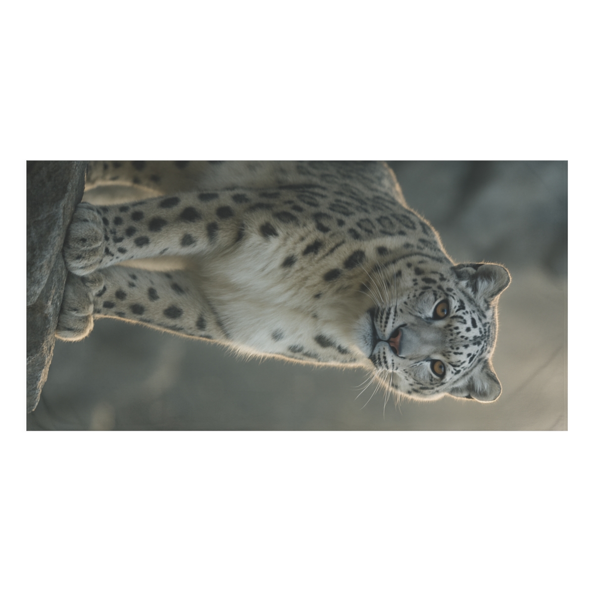 Nebula Hush Snow Leopard decorative home towels