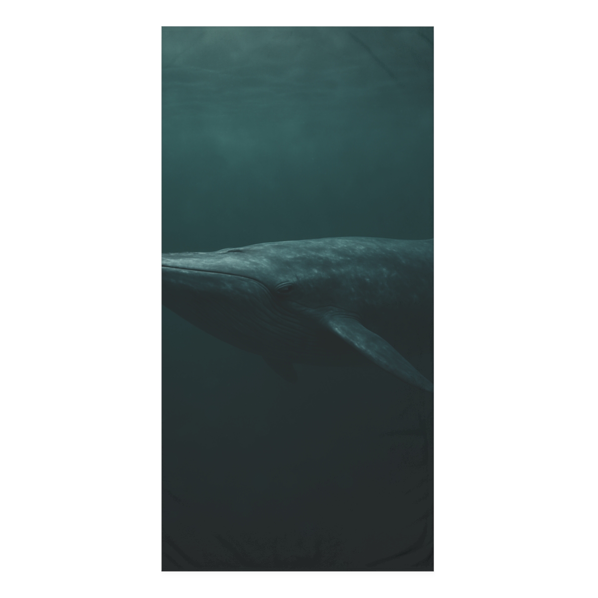 Ocean Song Blue Whale soft cotton towels