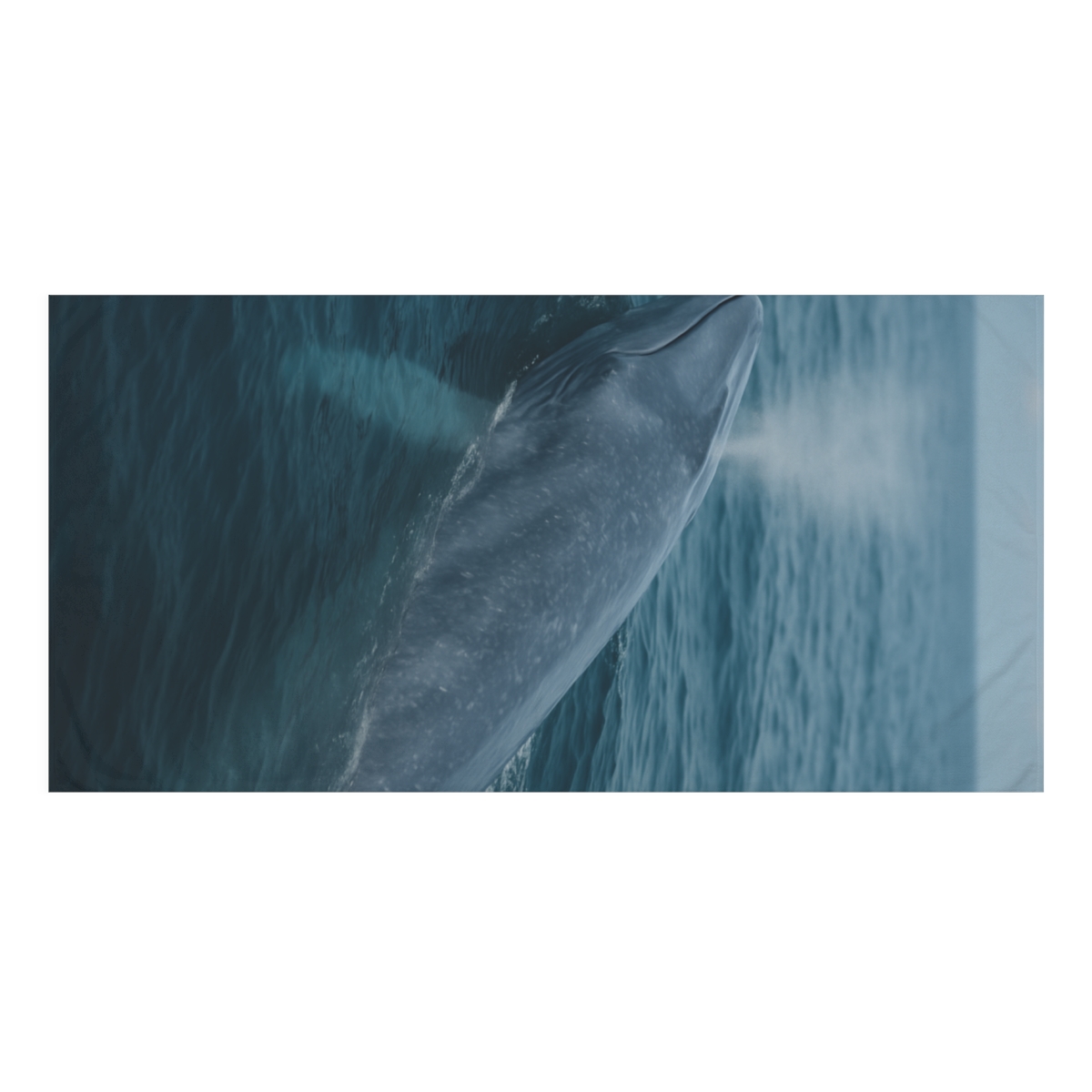 Ocean Song Blue Whale stylish beach towels