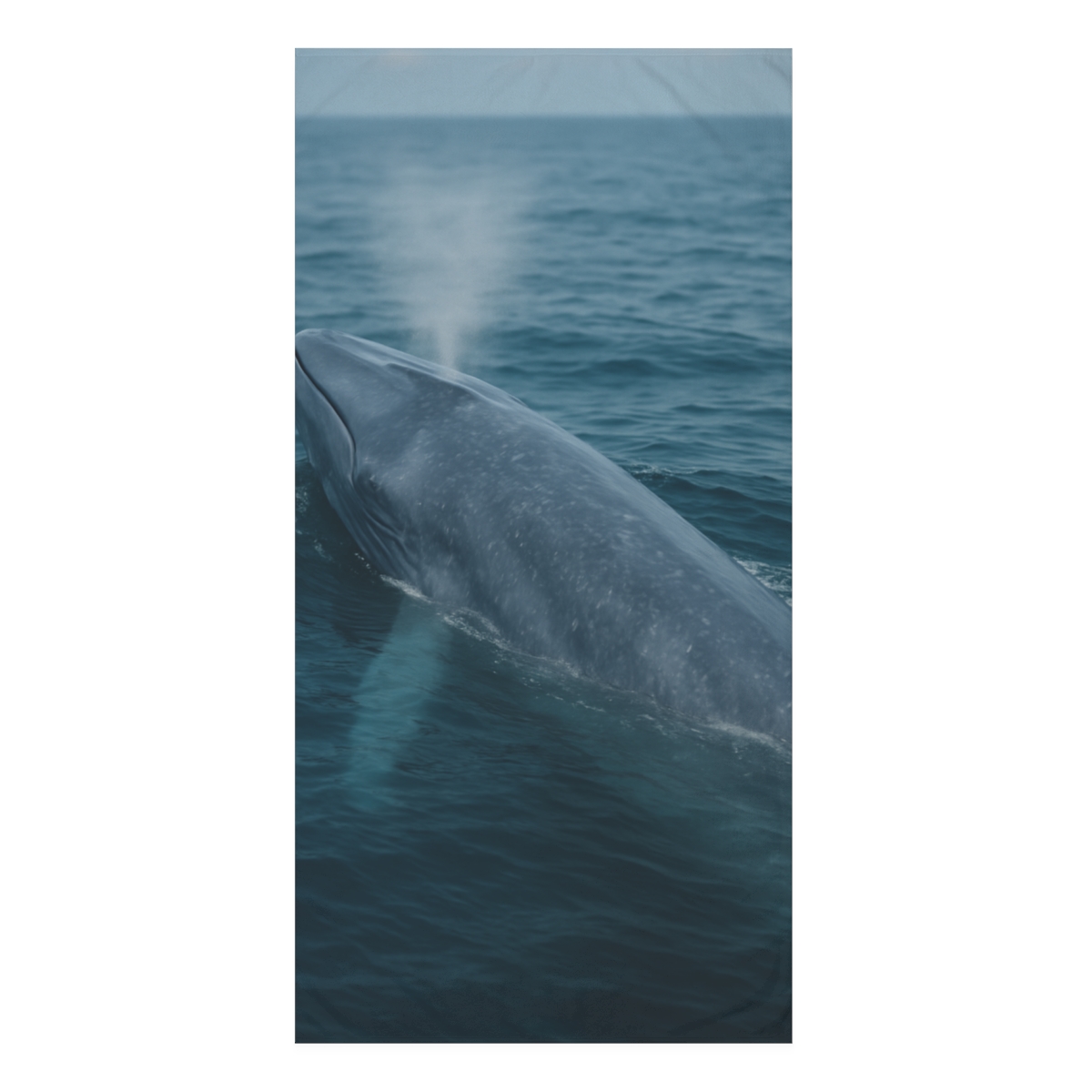 Ocean Song Blue Whale stylish beach towels