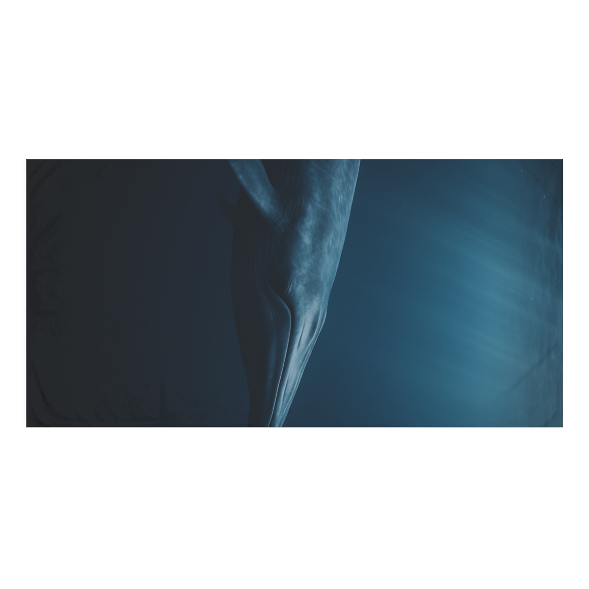 Ocean Song Blue Whale decorative home towels