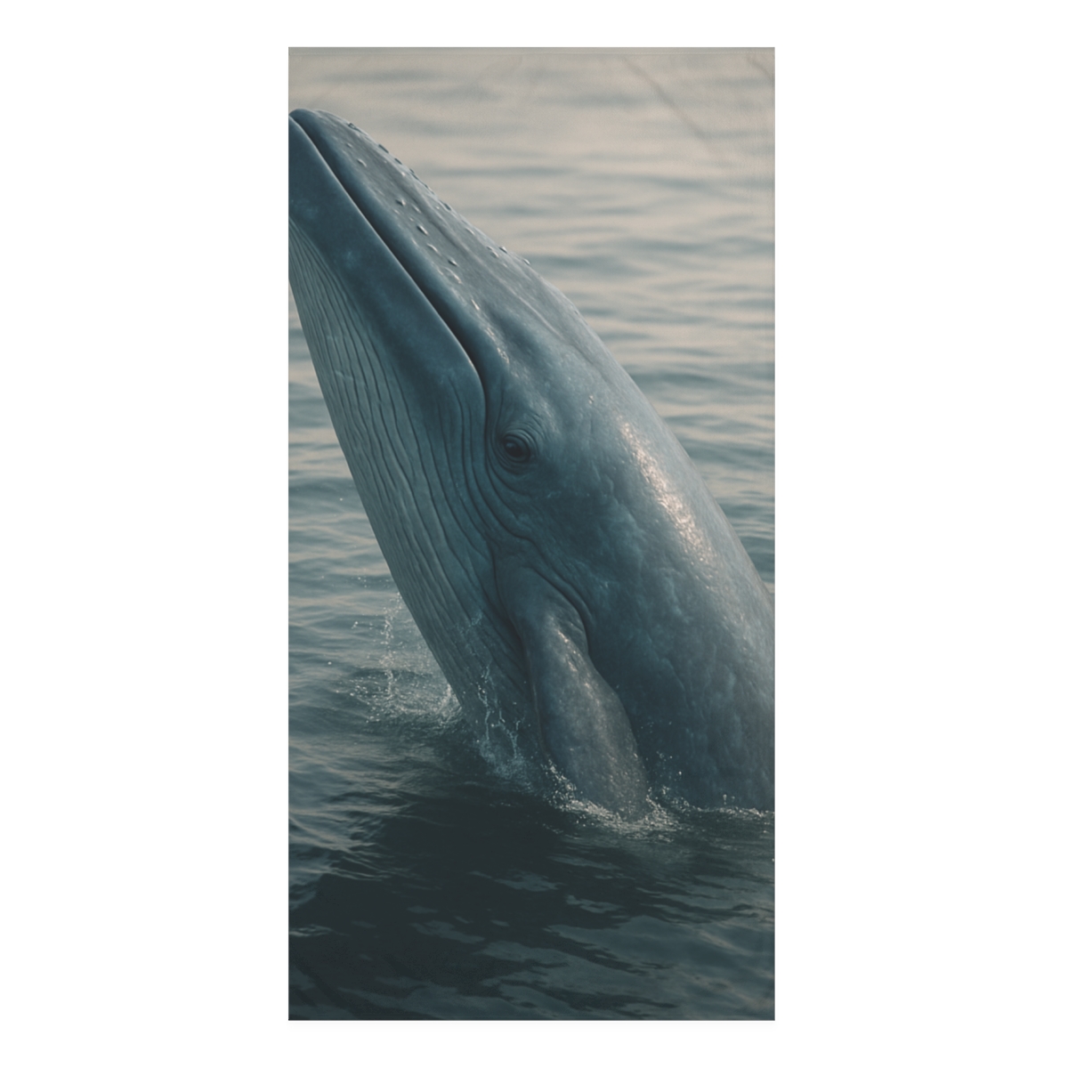 Ocean Song Blue Whale personalized bath towels