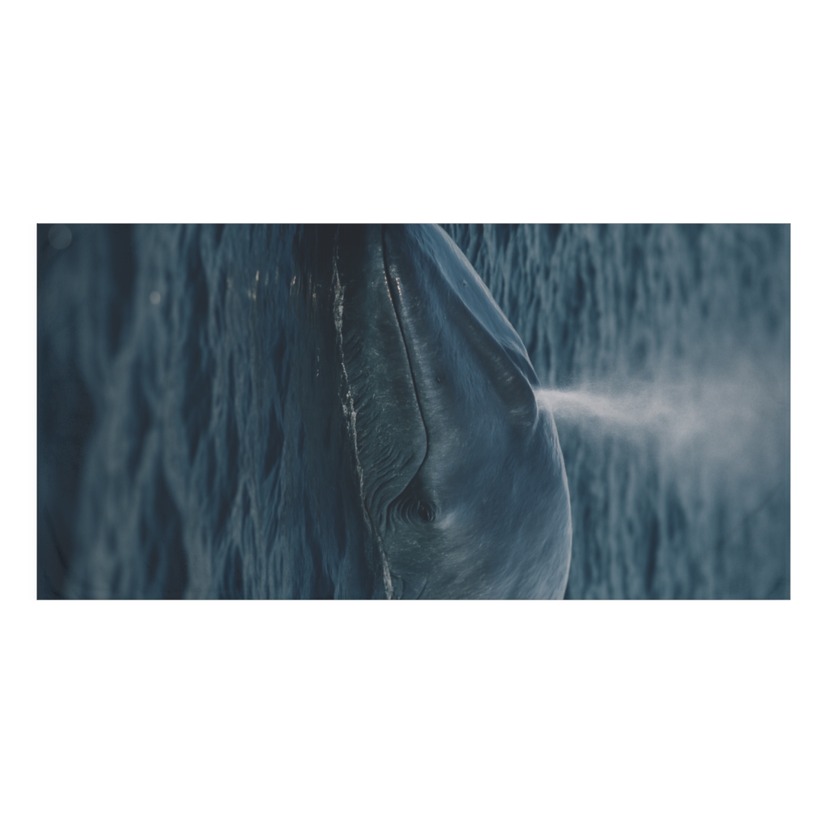 Ocean Song Blue Whale unique gift towels