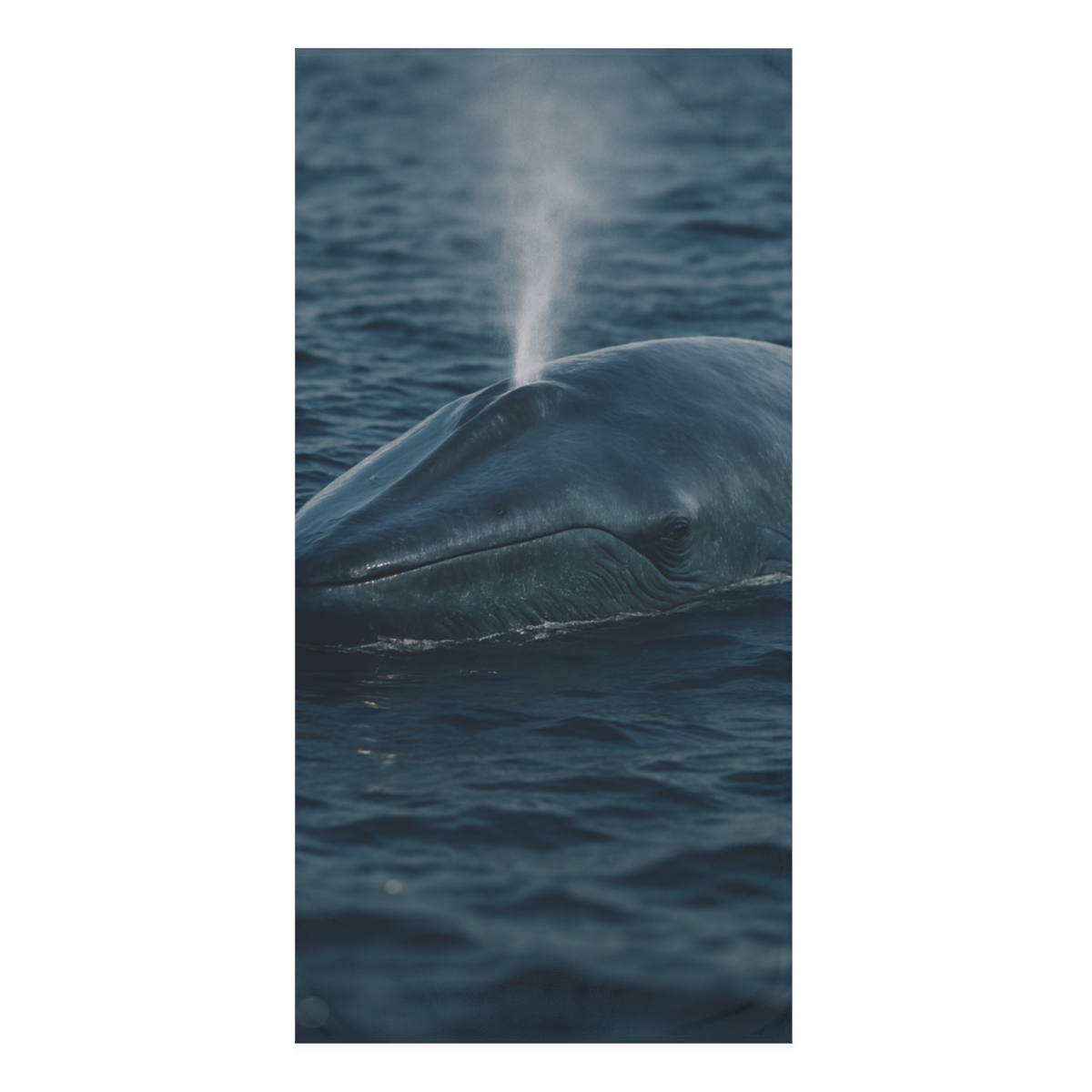 Ocean Song Blue Whale unique gift towels