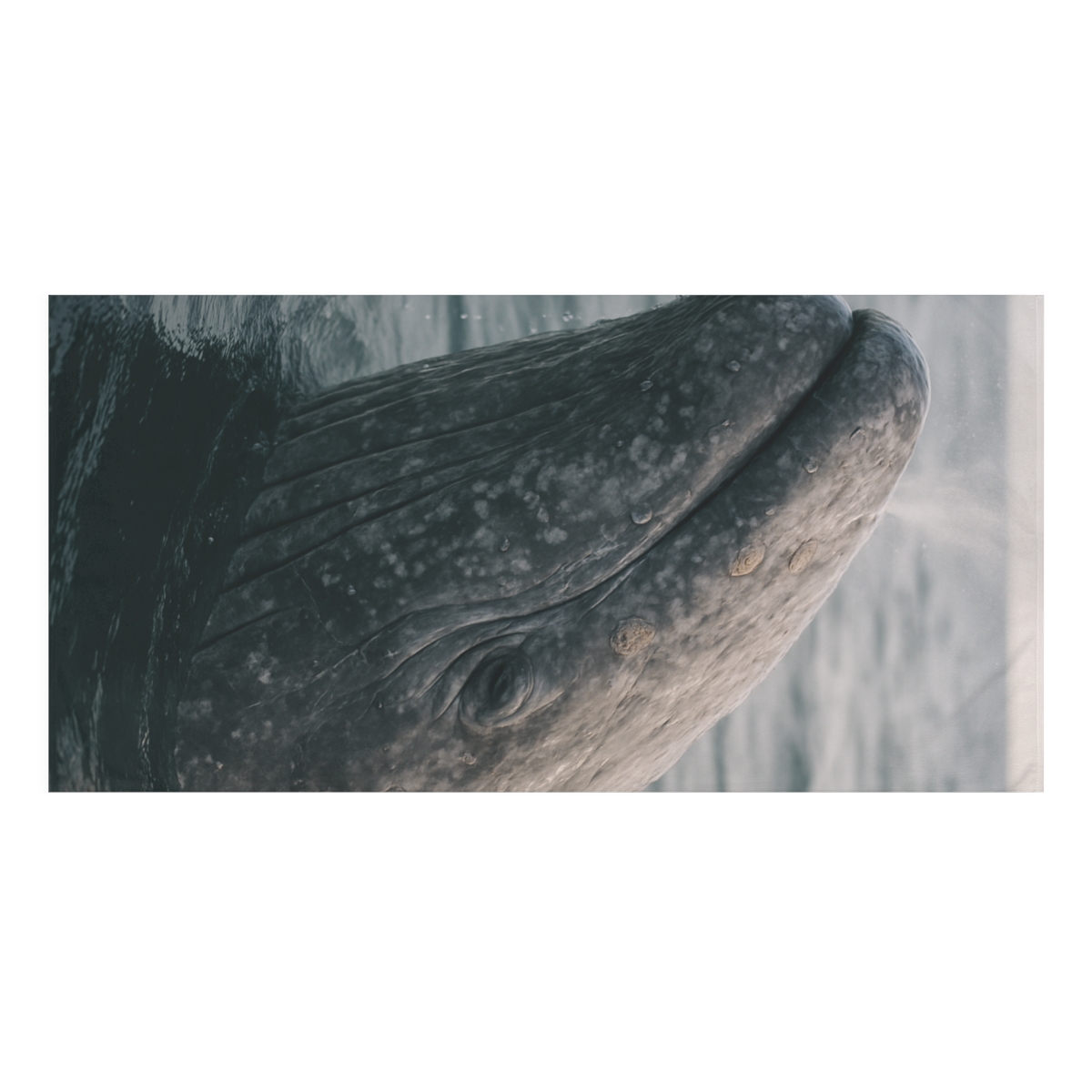 Ocean Whisper Gray Whale unique gift towels