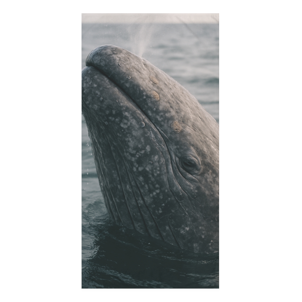 Ocean Whisper Gray Whale unique gift towels