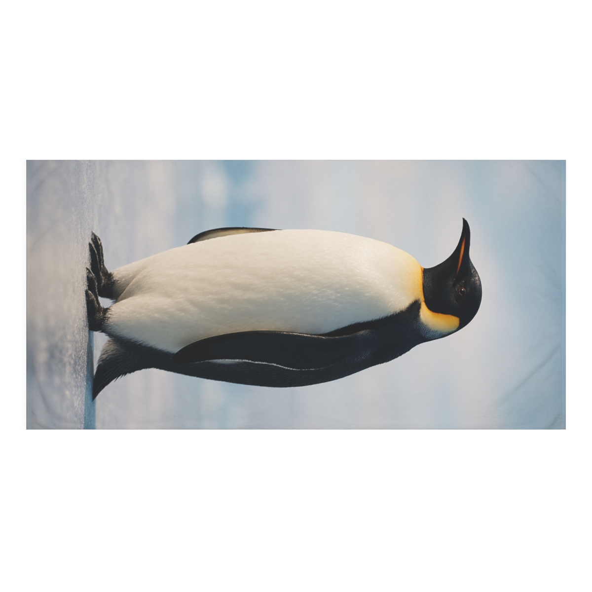 Polar Dawn Emperor Penguin personalized bath towels