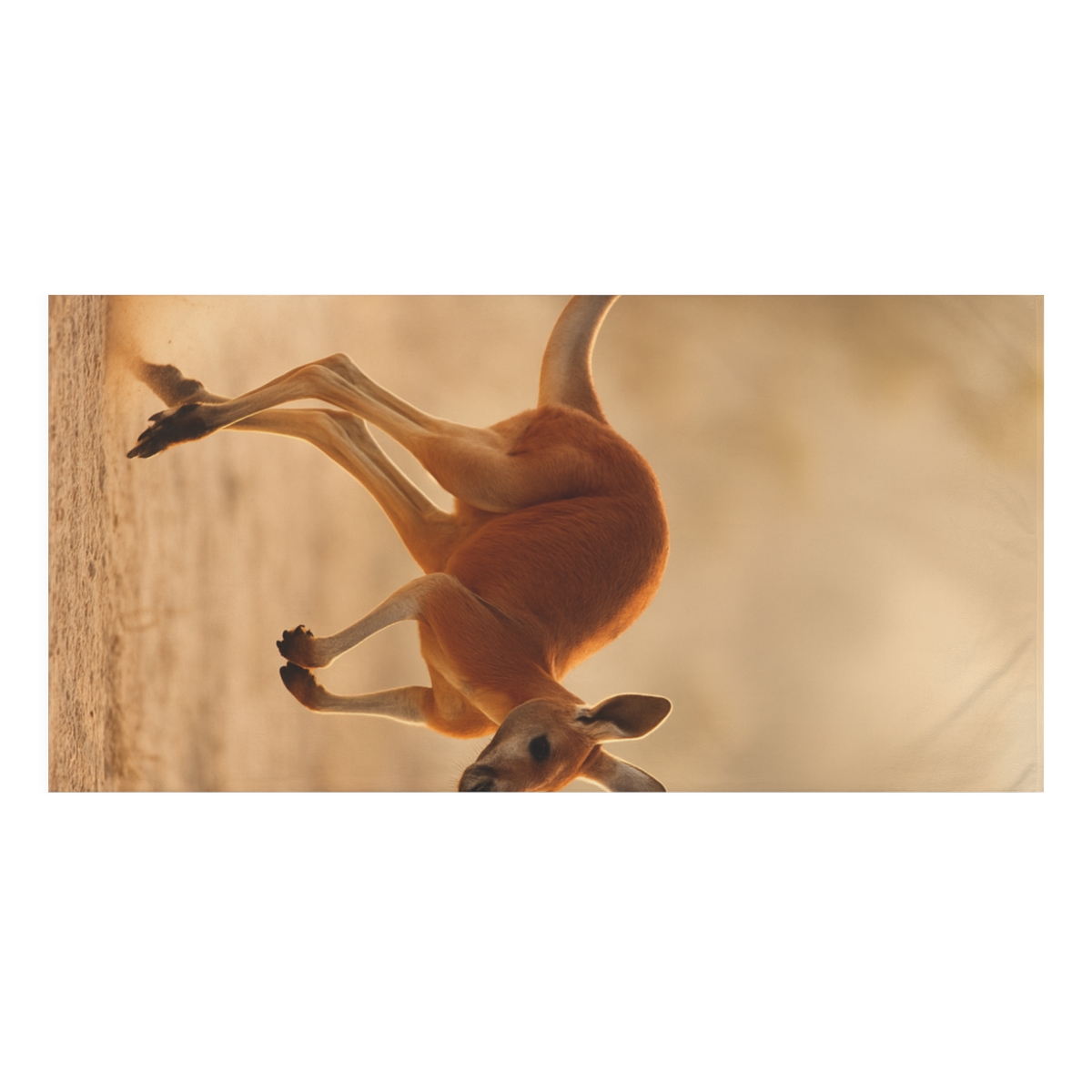 Red Kangaroo Dustrise Stride stylish beach towels