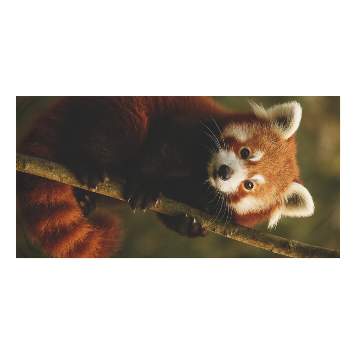 Red Panda Bamboo Climber trendy hand towels