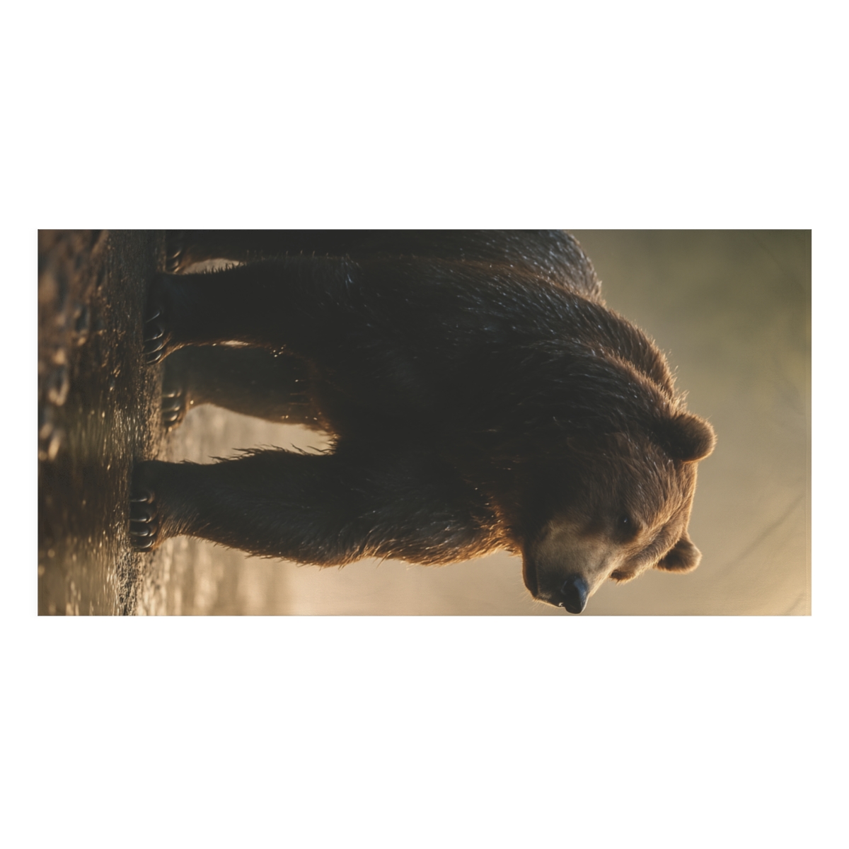 River King Grizzly Bear trendy hand towels