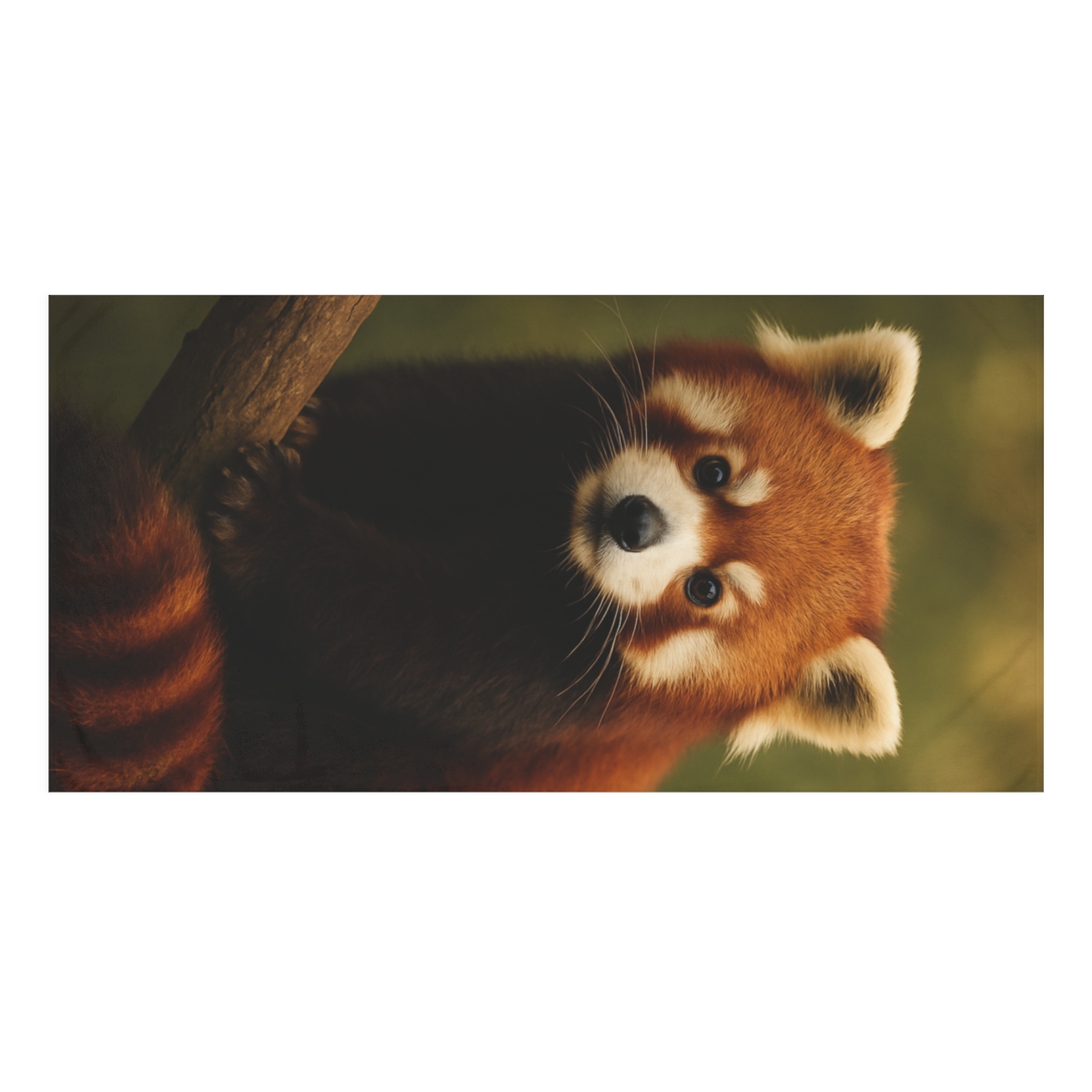 Scarlet Whisper Red Panda trendy hand towels