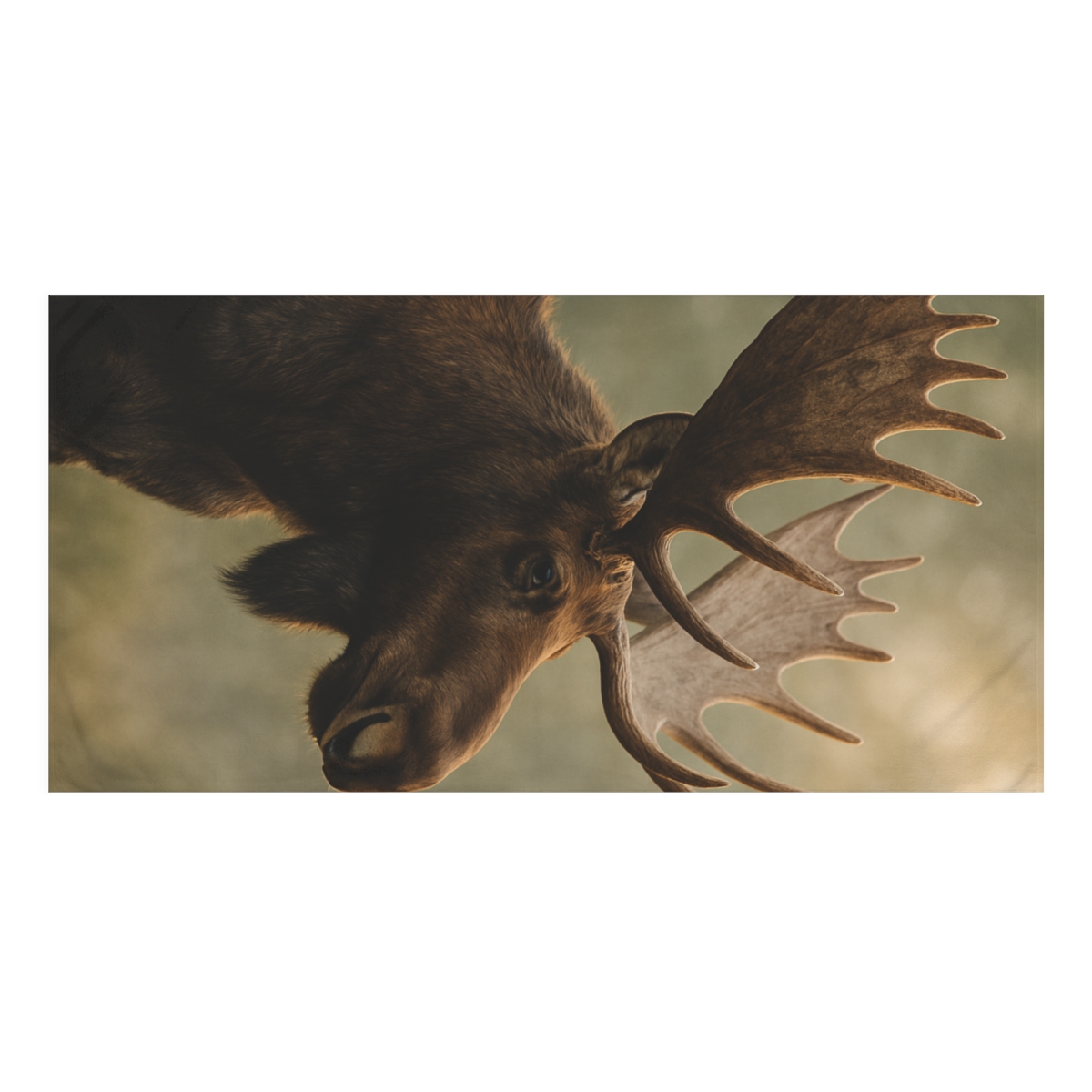 Silent Crown Moose comfortable face towels