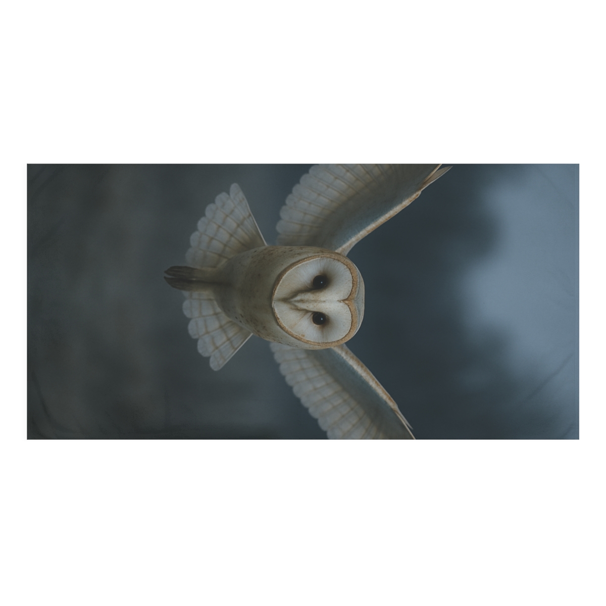 Silent Descent Barn Owl decorative home towels
