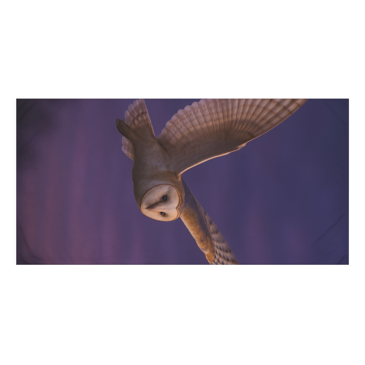 Silent Flight Barn Owl stylish beach towels