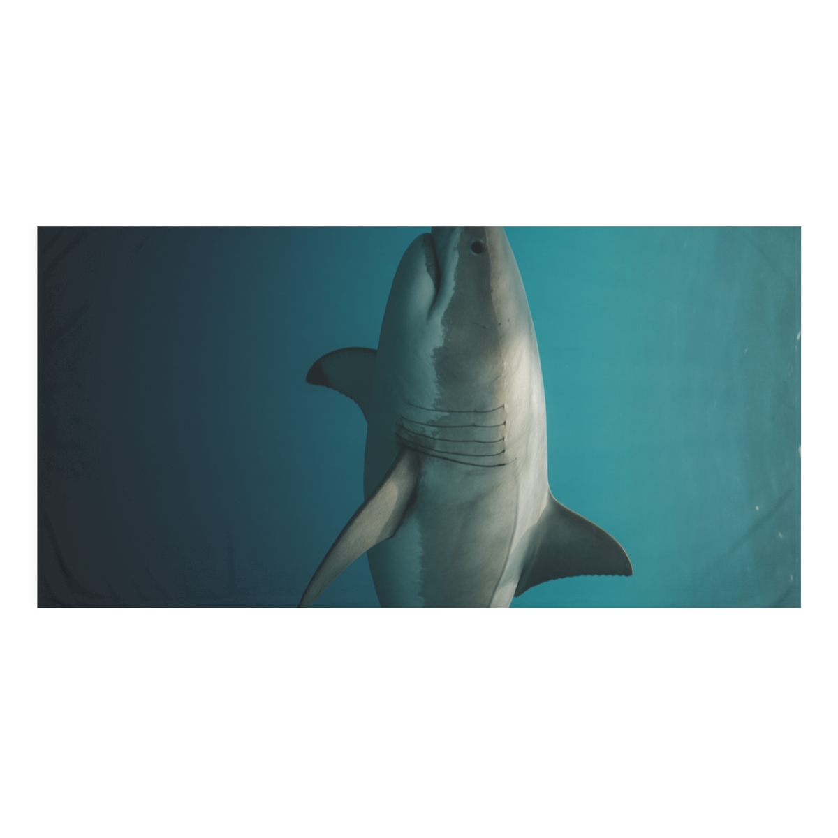 Silent Glide Great White Shark stylish beach towels