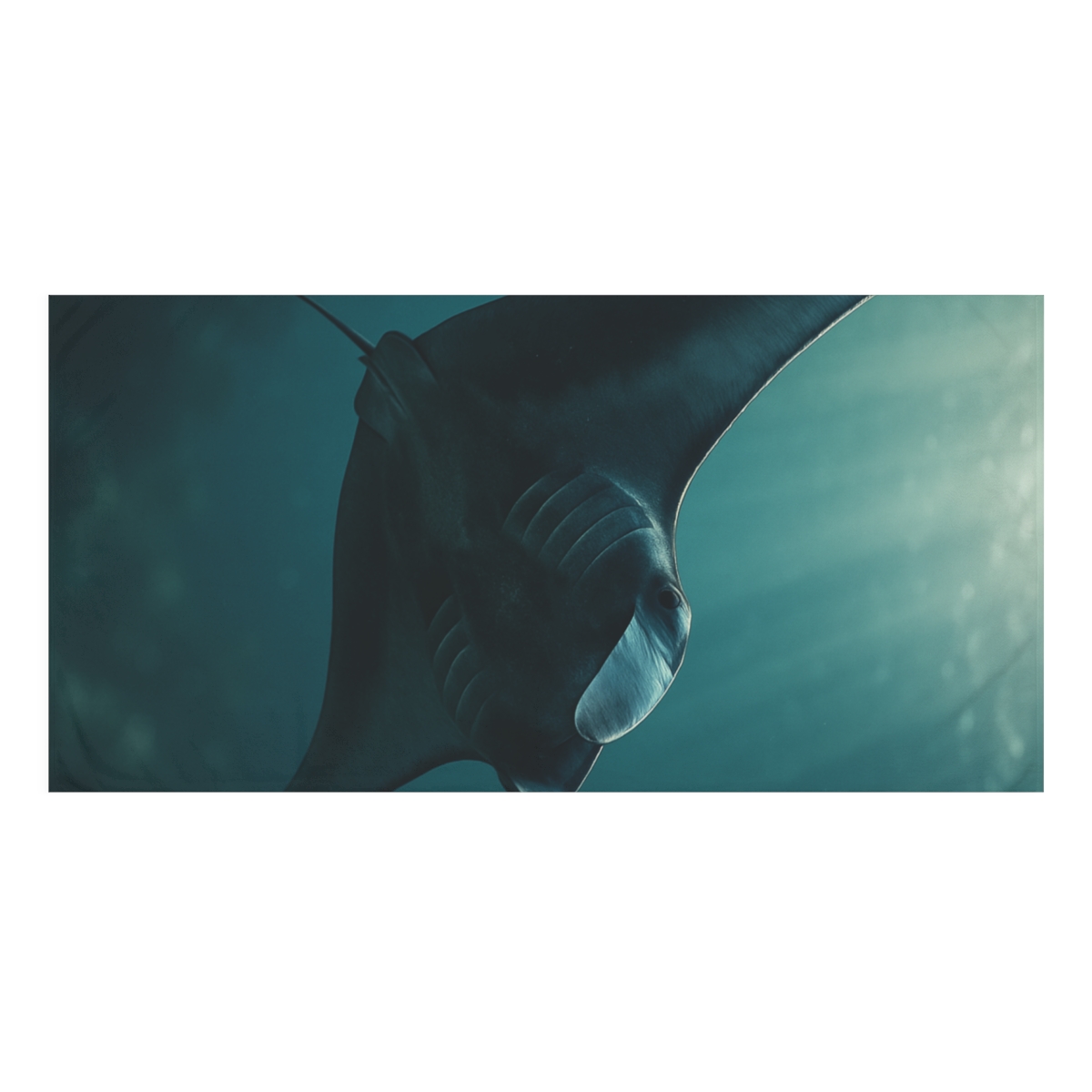 Silent Glide Manta Ray unique gift towels