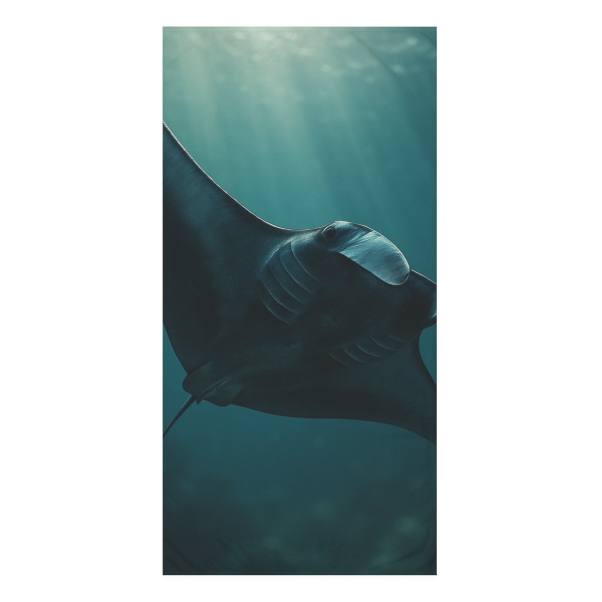 Silent Glide Manta Ray unique gift towels