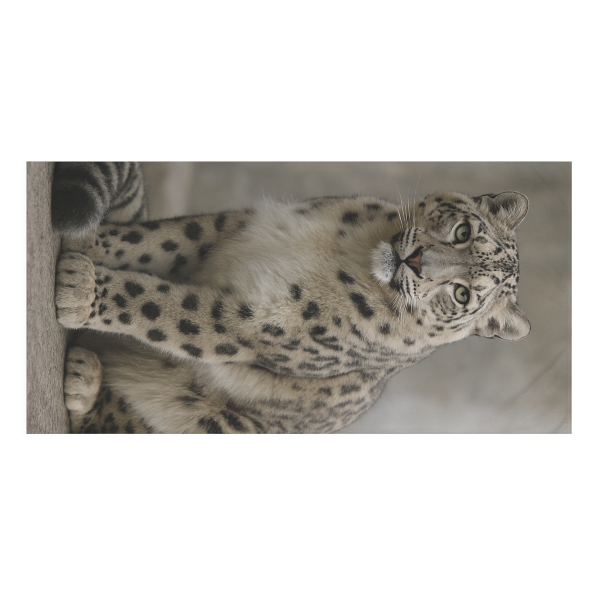 Silent Summit Snow Leopard trendy hand towels