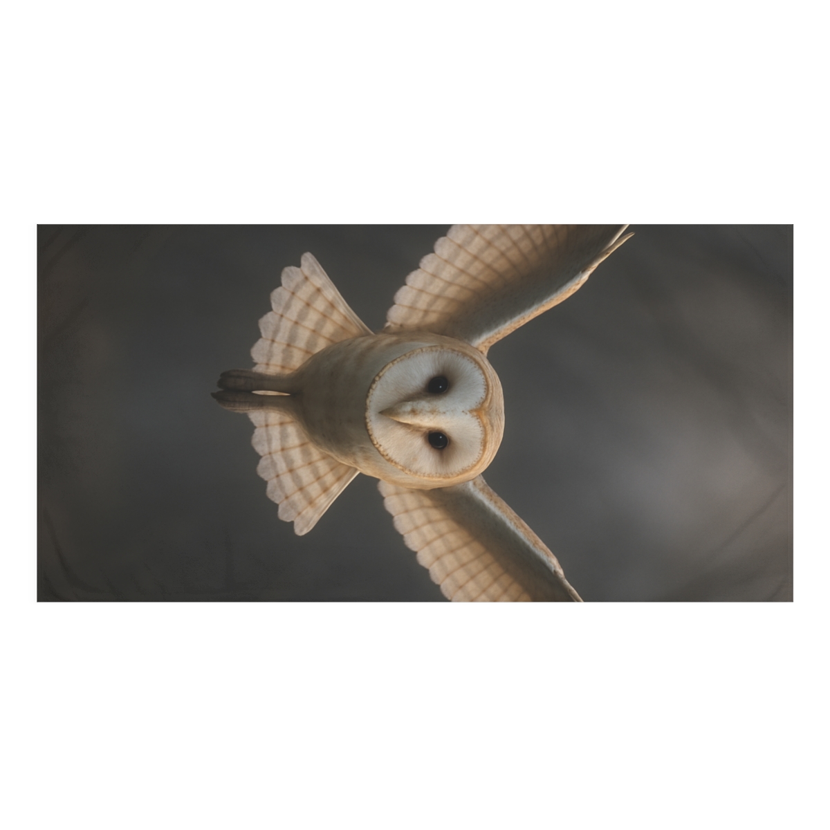 Silent Veil Barn Owl trendy hand towels