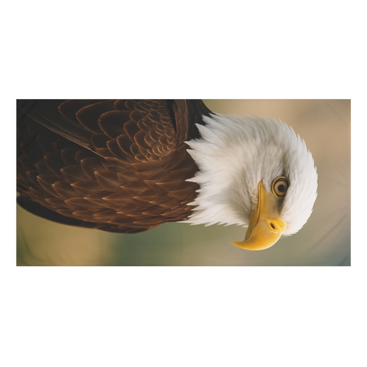 Silent Watcher Bald Eagle soft cotton towels