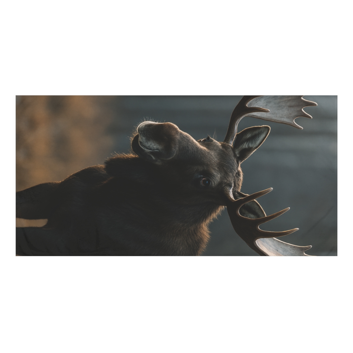 Silver Breath Moose custom towels