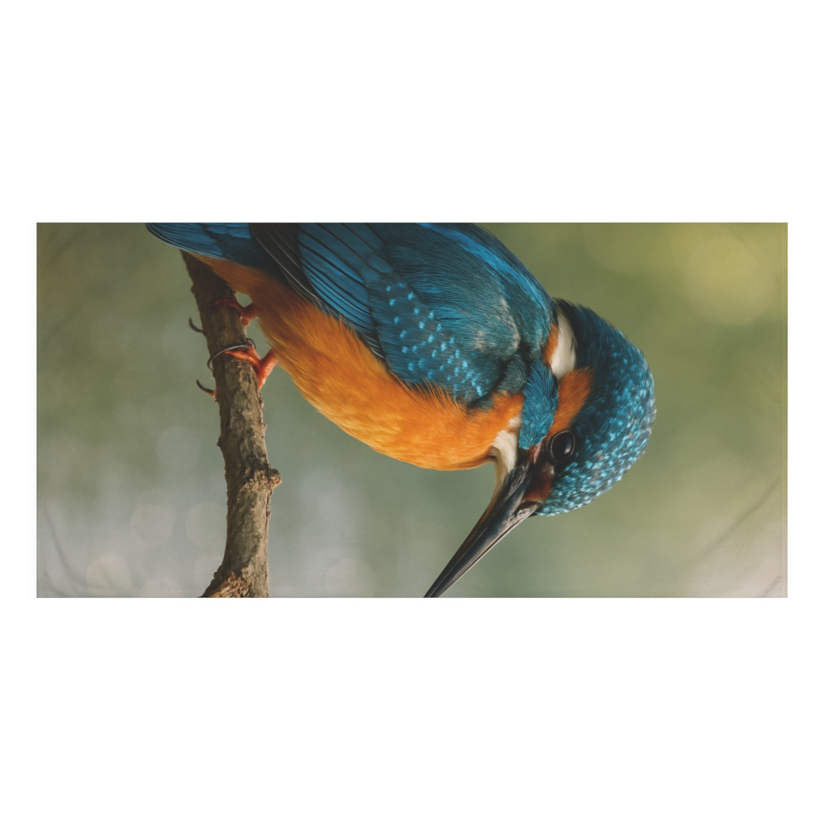 Sky Needle Common Kingfisher comfortable face towels