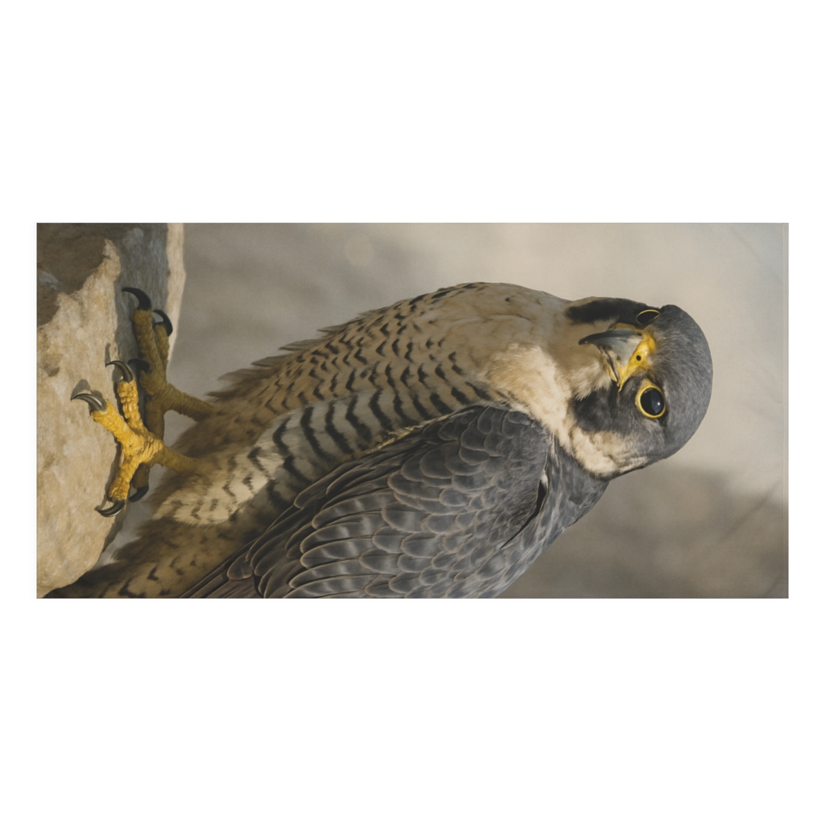 Sky Needle Peregrine Falcon comfortable face towels