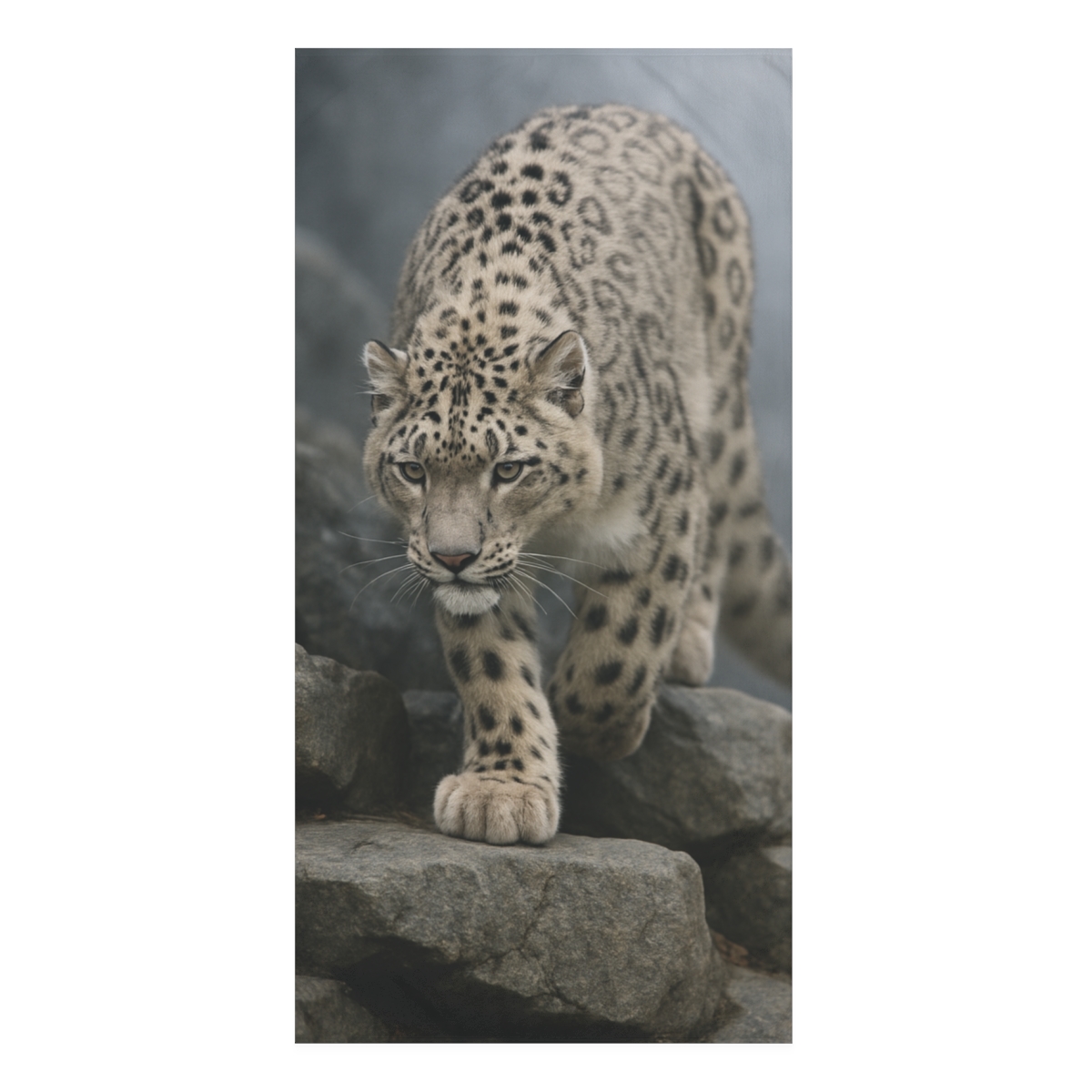 Snow Leopard Silent Descent designer printed towels