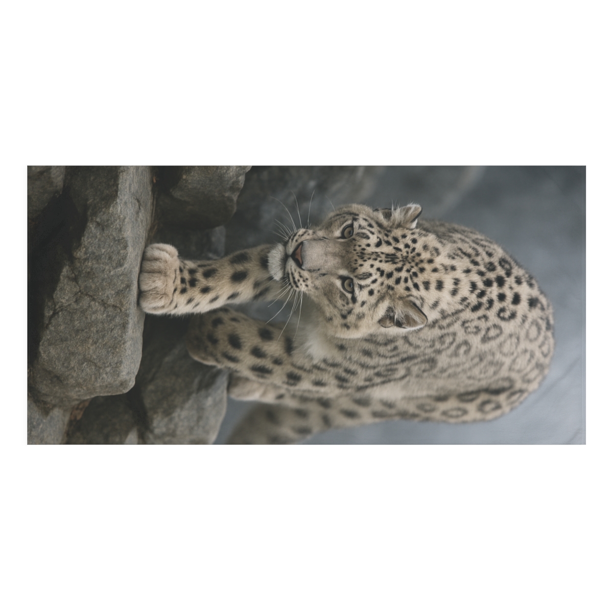 Snow Leopard Silent Descent designer printed towels