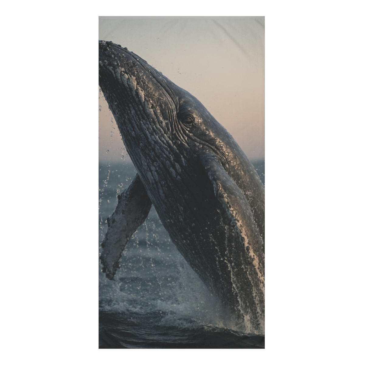 Starlit Breach Humpback Whale soft cotton towels