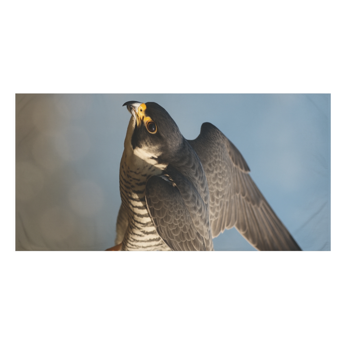 Starlit Dive Peregrine Falcon stylish beach towels