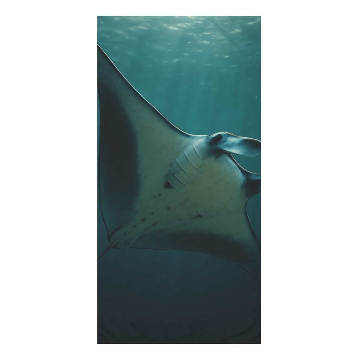Starlit Drift Giant Manta Ray decorative home towels