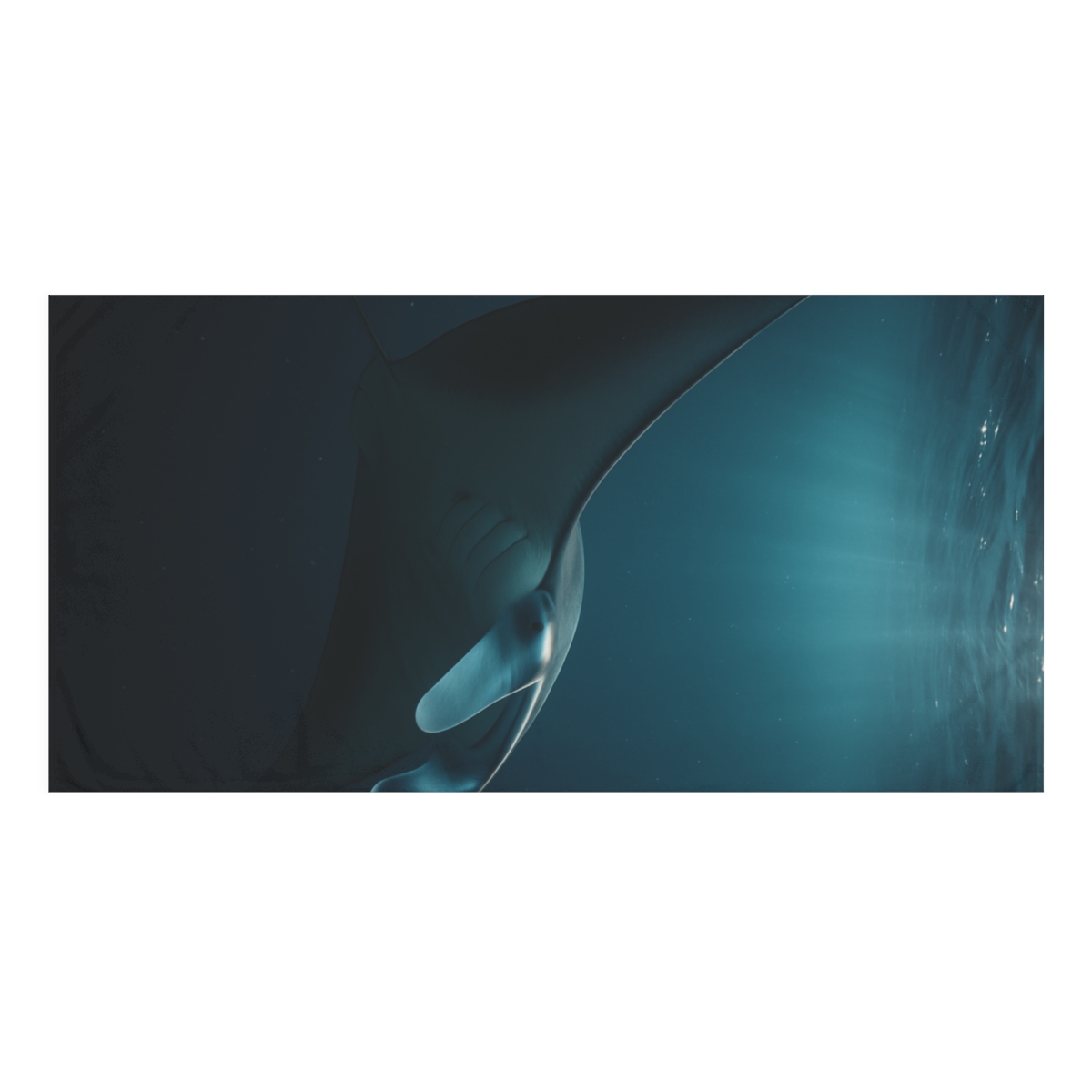 Starlit Drift Manta Ray comfortable face towels