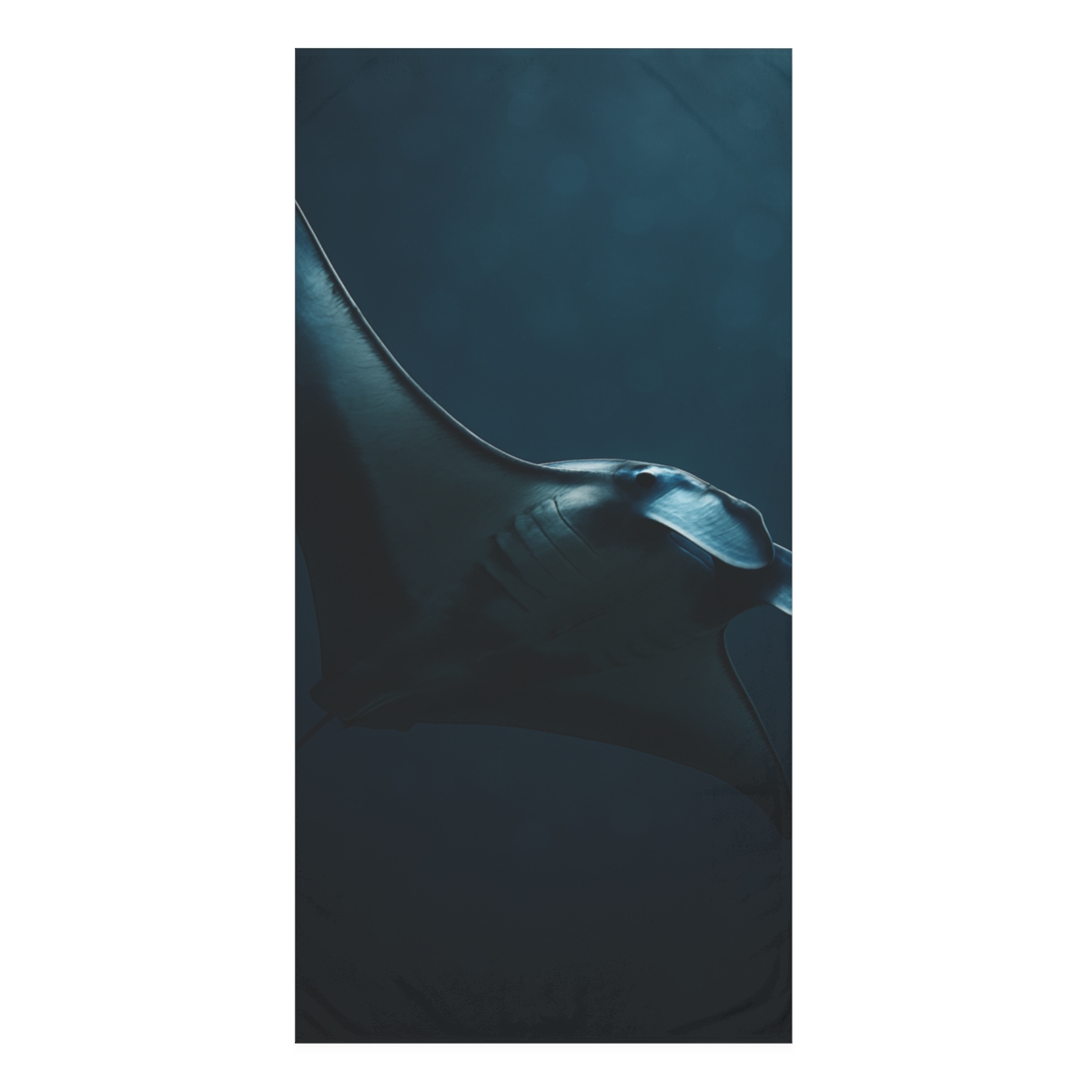 Starlit Glide Manta Ray decorative home towels