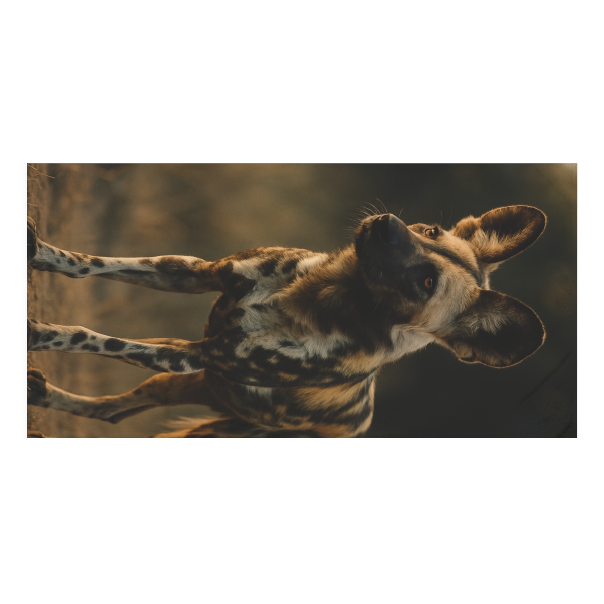 Starlit Pact African Wild Dog custom towels