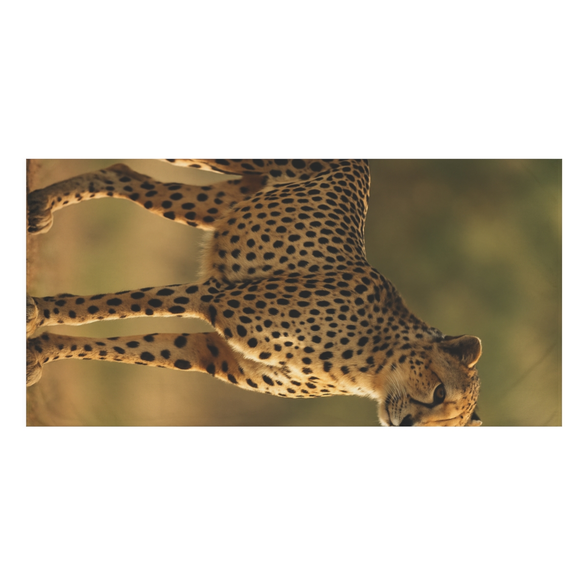 Starlit Sprint Cheetah unique gift towels